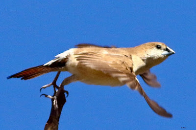 Indian Silverbill - resident