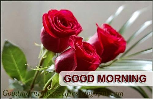  Good  Morning  Love  Quotes  HD  Pictuers