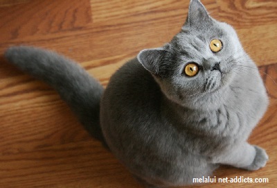 10 Jenis Penyakit Kulit Pada Kucing dan Cara Mengobatinya