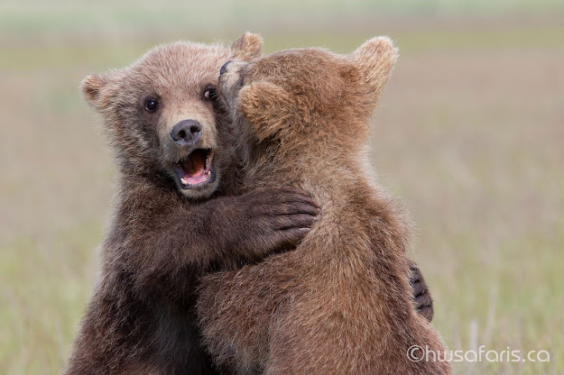 Brown Bear cubs sparring