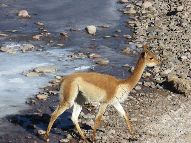 Vicuña