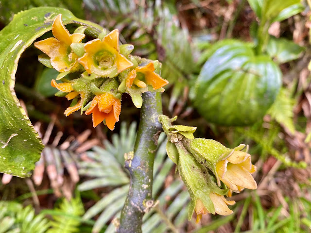 漂亮小花