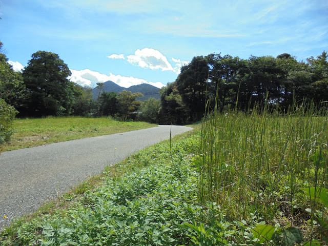 弥生の森の遊歩道