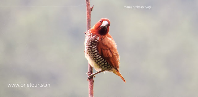 bird watching , photography 