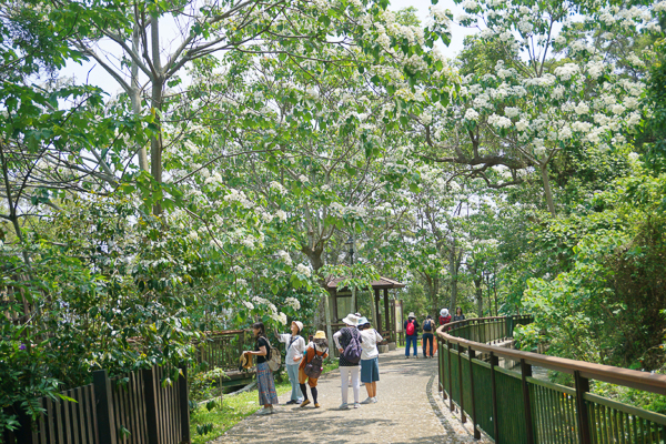 台中外埔水流東桐花步道、高鐵觀景台，賞桐花近距離觀賞高鐵呼嘯而過