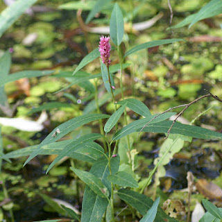 Persicaire amphibie - Persicaire flottante - Renouée amphibie - Renouée aquatique - Persicaria amphibia - Polygonum amphibium