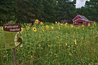 Photo of field of sunflowers at Flanders Nature Center, Woodbury CT