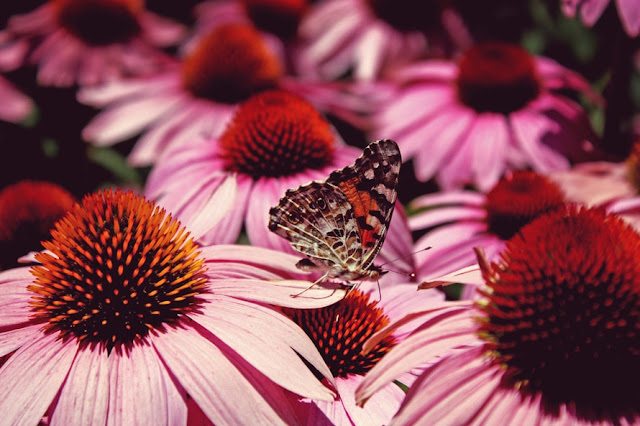 papillon fleurs rose