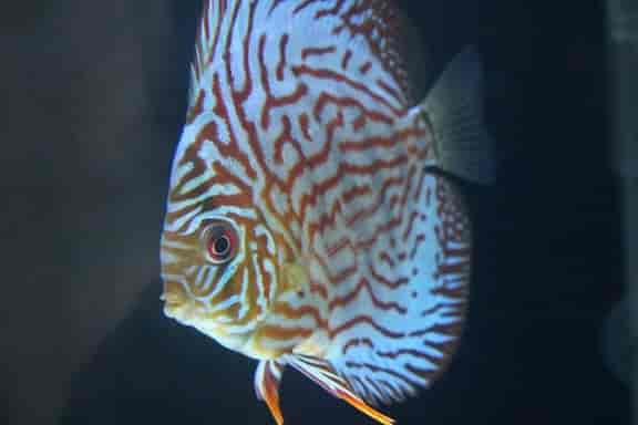 Breeding discus for profit