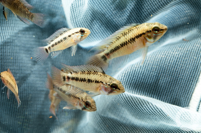 Apistogramma pedunculata