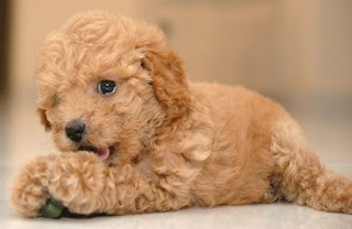 Toy Poodle Dog Breed Pictures
