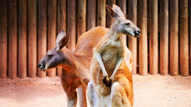 Everything about Australia Zoo | History and Facts | AnswerTravelSearches