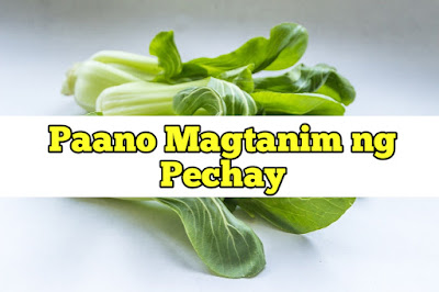 Paano Magtanim ng Pechay