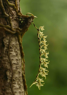 Angraecopsis amaniensis orchid plant care and culture