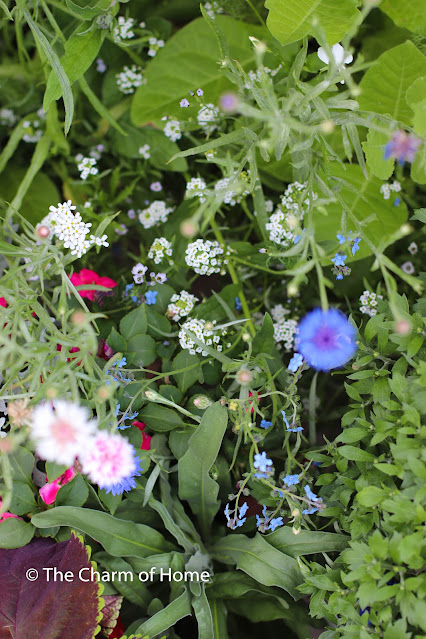 Cottage Garden