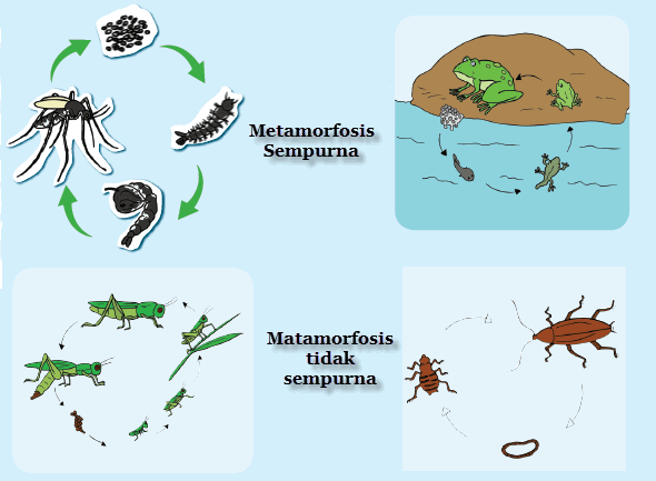  Gambar  Daur  Hidup  Tumbuhan Hewan Mikirbae Metamorfosis 