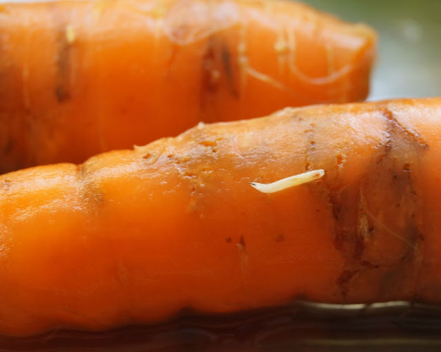 Carrot fly larvae- 'growourown.blogspot.com' ~ An allotment blog