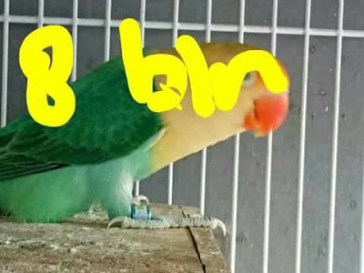 Lovebird Usia 8 bulan