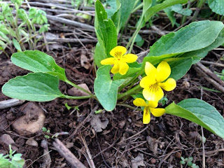 Viola nuttallii