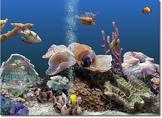 SereneScreen Marine Aquarium v3.3.6381 Phiên bản đầy đủ mới nhất [Link Googledrive]
