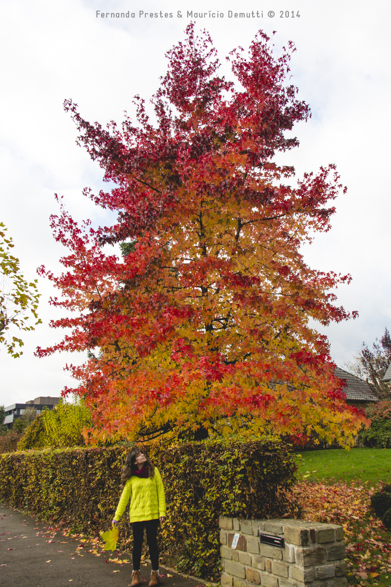 árvore colorida outono