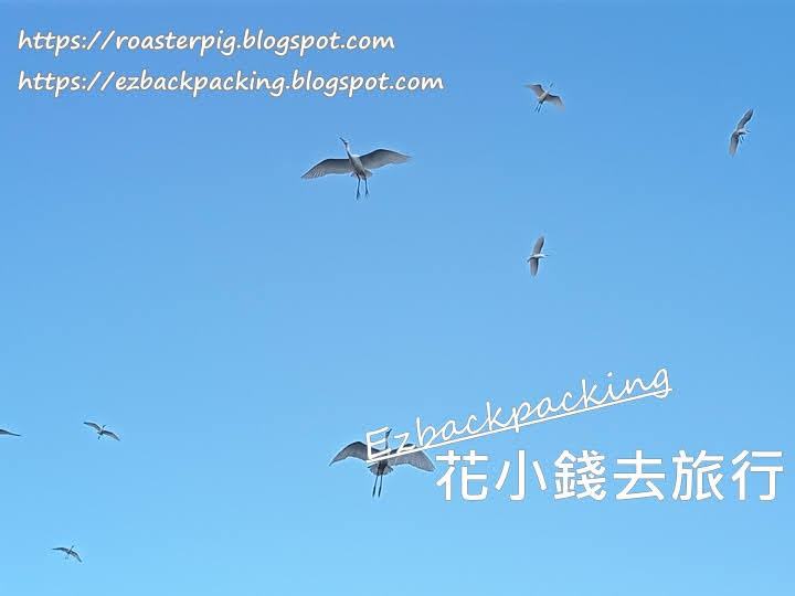 林村白鷺：香港觀鳥好去處