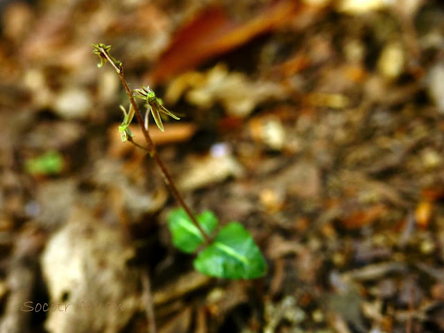 Listera japonica