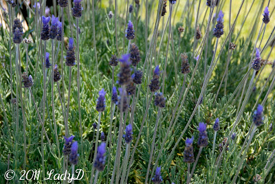 lavender plant on the west side of the house: LadyD Books