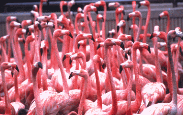 group_flamingos