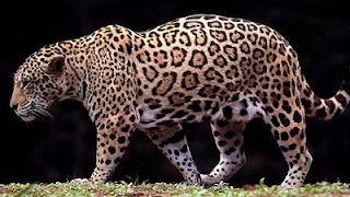 Jaguar, Sang Penguasa Rimba Amerika