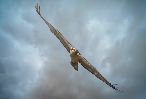 Osprey.