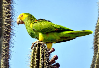 Amazona hombrogualda: Amazona barbadensis