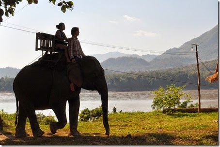Laos Luang Prabang Elephant camp 140201_0074