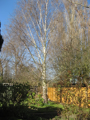 Bare Trees, Blue Sky in Finland,London garden,Florida