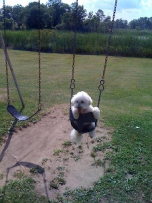 Cute Swinging Dogs Seen On coolpicturesgallery.blogspot.com