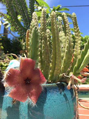 Asclepiadaceae Stapelia Cactus Flowers - Perennial Succulents