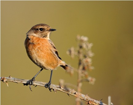 Brown Bird