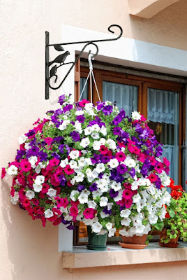 Petunia Hanging Basket