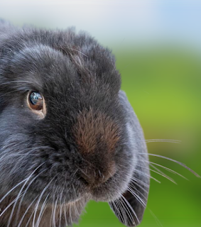 Meissner lop Personality, Size, Lifespan, Price