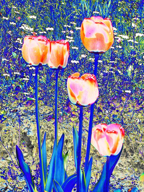 FIORI BLU (2004) photopaint