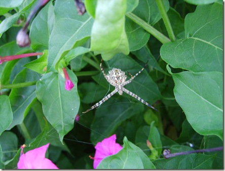 along came a spider