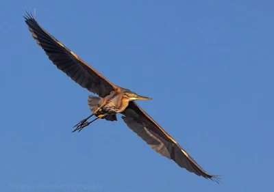Purple Heron in Flight: Canon EOS R at 560mm / ISO 640 (100-400mm lens with 1.4 Extender)