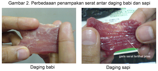 perbedaan serat daging sapi dan babi