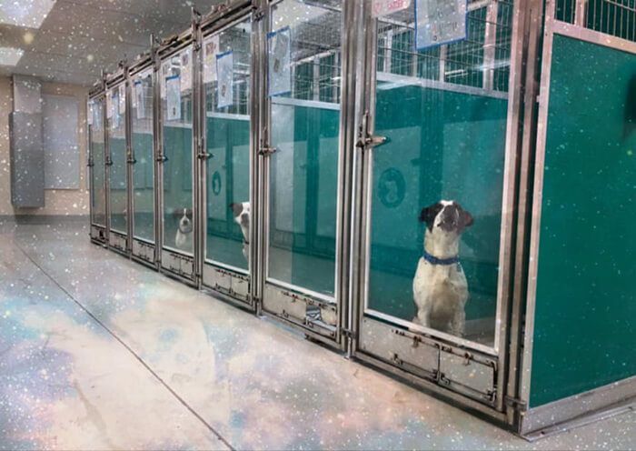 Animal Shelter In Oklahoma City Asks Visitors To Raid Them Instead Of Area 51