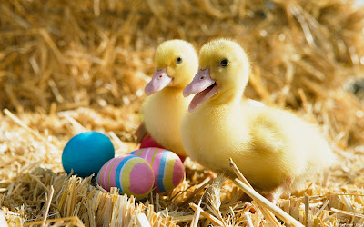 beautiful ducklings, beautiful ducklings latest hd wallpapers, LATEST HD WALLPAPERS OF BEAUTIFUL DUCKLINGS, wallpapers for desktop, wallpapers, background computer wallpaper, hd wallpapers, 