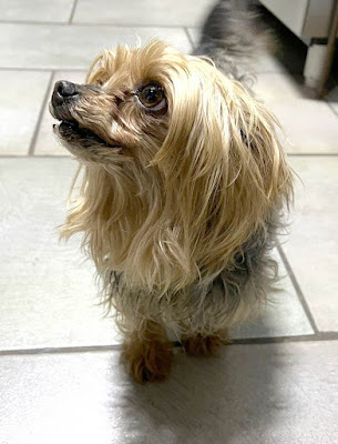 Lily Female Yorkshire Terrier