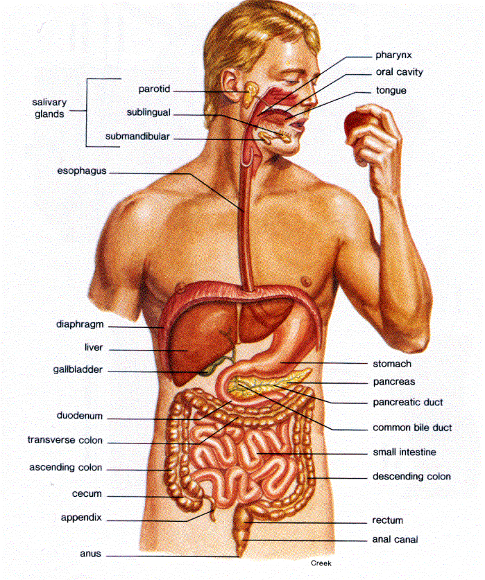 frog digestive system diagram labeled. digestive system diagram