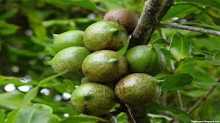 macadamia fruit images wallpaper