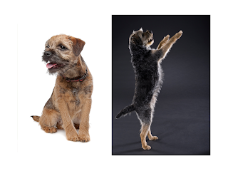 Border Terrier dogs are renowned for their charming personalities, hardiness, and versatility. These dogs, originally bred for hunting foxes and other small game, have evolved into excellent companions for families, seniors, and singles alike.