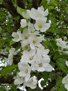 Spring blossom